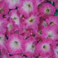 50 Pelleted Petunia Celebrity pink Morn Seeds