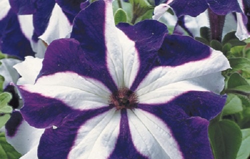 Petunia Seeds 50 Pelleted Seeds Tritunia Blue Star Pelleted Petunia Seeds