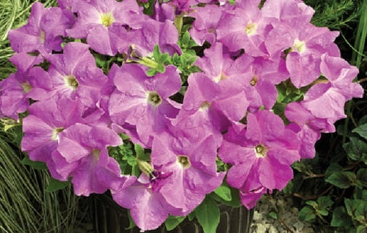 Petunia Seeds 50 Pelleted Seeds Tritunia Lavender Pelleted Petunia Seeds