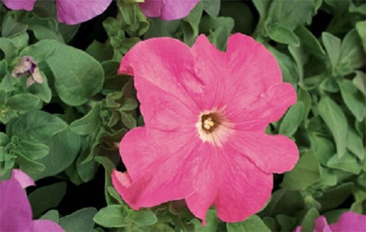 Petunia Seeds 50 Pelleted Seeds Tritunia Pink Pelleted Petunia Seeds