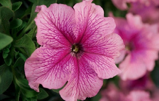 Petunia Seeds 50 Pelleted Seeds Tritunia Pink Veined Pelleted Petunia Seeds