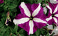 Petunia Seeds 50 Pelleted Seeds Tritunia Purple Star Pelleted Petunia Seeds