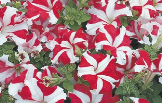 Petunia Seeds 50 Pelleted Seeds Tritunia Red Star Pelleted Petunia Seeds