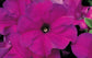 Petunia Seeds 50 Pelleted Seeds Tritunia Violet Pelleted Petunia Seeds