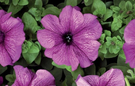 Petunia Seeds 50 Pelleted Seeds Tritunia Plum Pelleted Petunia Seeds