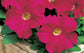 Petunia Seeds 50 Pelleted Seeds Tritunia Rose Pelleted Petunia Seeds