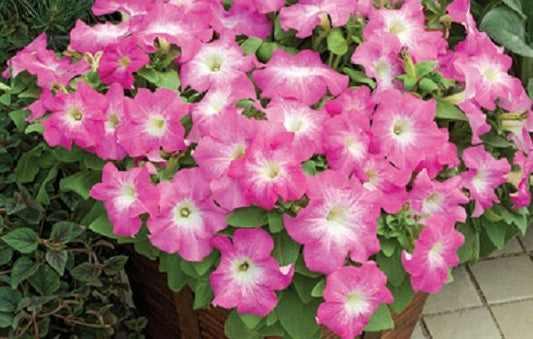 Petunia Seeds 50 Pelleted Seeds Tritunia Pink Morn Pelleted Petunia Seeds
