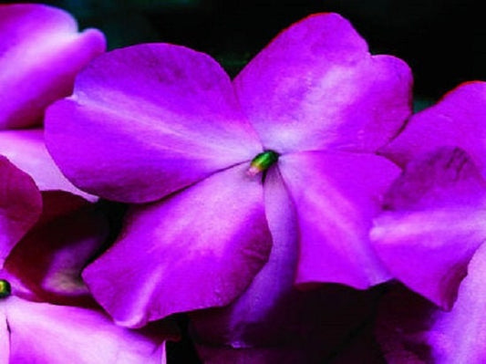 50 Impatiens seeds impatiens sun and shade Violet Star