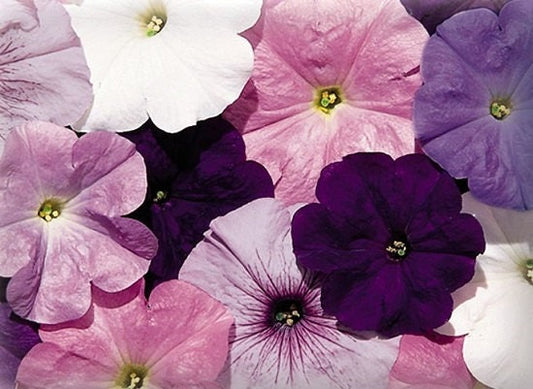 Petunia Seeds 50 Pelleted Seeds Celebrity Niagra Mix Pelleted Petunia Seeds