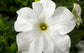 Petunia Seeds 50 Pelleted Seeds Tritunia White Pelleted Petunia Seeds