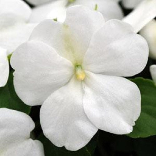 50 Impatiens Seeds Impatiens Impreza White