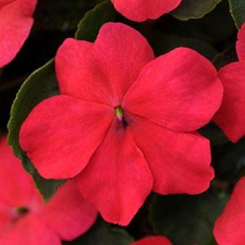 50 Impatiens Seeds Impatiens Impreza Punch