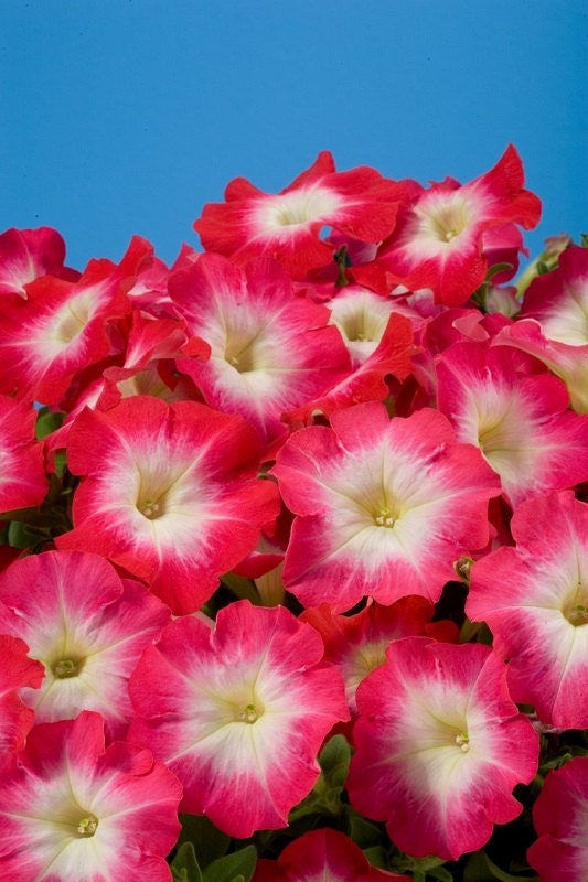 Petunia Seeds 50 Pelleted Seeds Celebrity Red Morn Pelleted Petunia Seeds