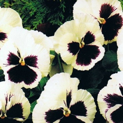 Pansy Seeds Swiss Giant Silverbride 50 Seeds
