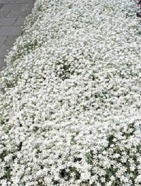 500 Seeds Snow In Summer Flower Seeds Cerastium