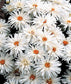 100 Seeds Shasta Daisy Chrysanthemum Crazy Daisy Flower Seeds