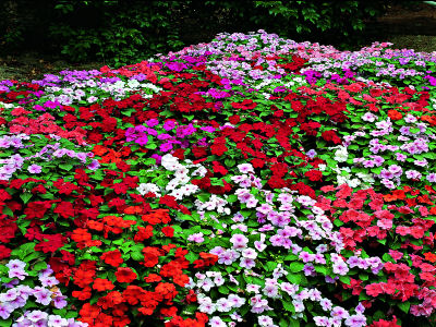 Impatiens Seeds Accent Premium Mix 25 thru 1,000 Bulk Impatiens Flower Seeds