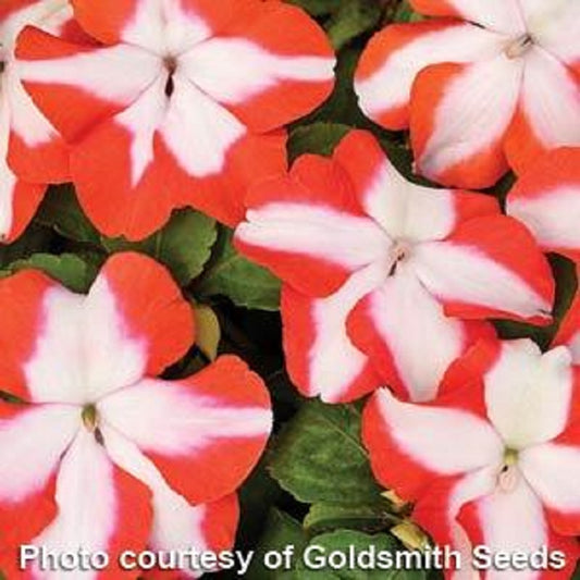 Impatiens Seeds Accent Orange Star 50 Flower Seeds