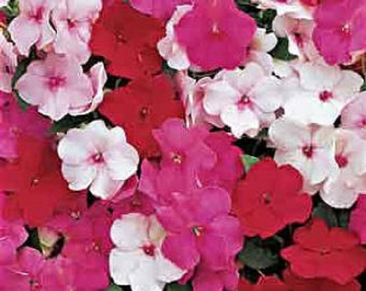 Impatiens Seeds Accent Peppermint Mix 25 thru 1,000 Bulk Impatiens Flower Seeds