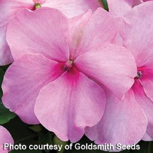 50 Impatiens Seeds Accent Rose Flower Seeds