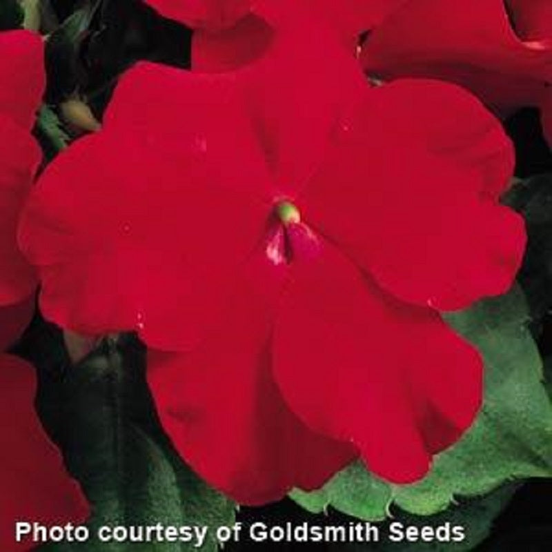 50 Impatiens Seeds Accent Red Impatiens Seeds