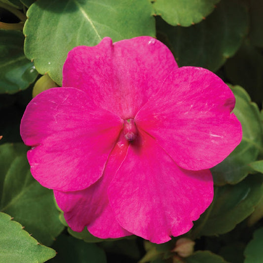 50 Impatiens Seeds Accent Rose Flower Seeds