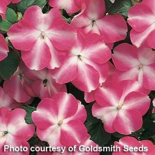 Impatiens Seeds Accent Rose Star Flower Seeds