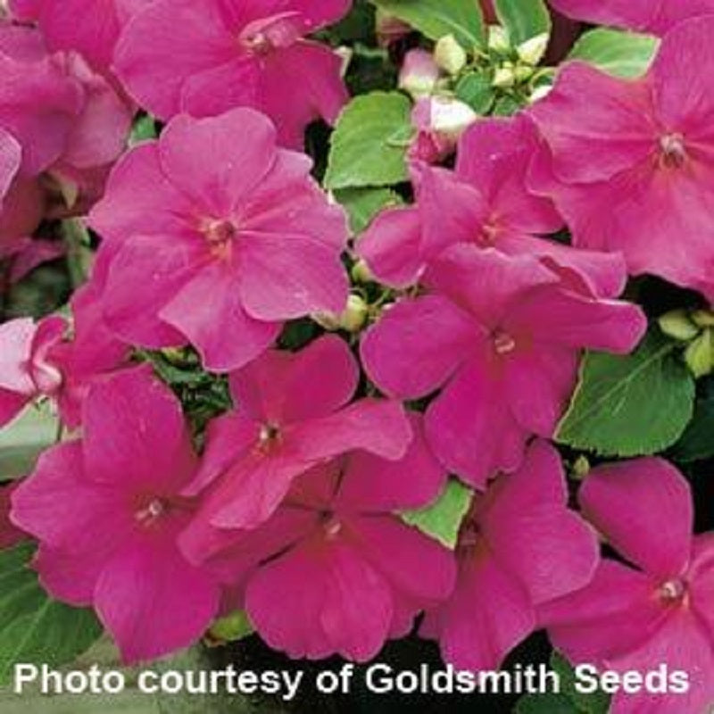 50 Impatiens Seeds Accent Premium Violet Flower Seeds