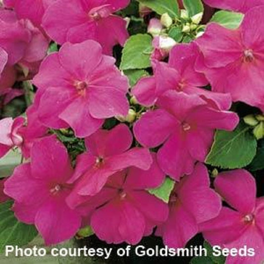 50 Impatiens Seeds Accent Premium Violet Flower Seeds