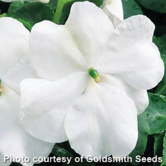 50 Impatiens Seeds Accent White Flower Seeds