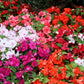 Impegnati semi di Lizzie - Impatiens walleriana Impegnati semi di Lizzie - Impatiens walleriana
