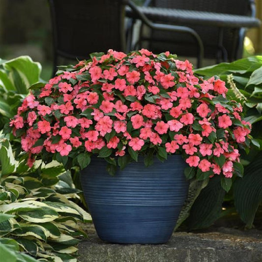 50 Impatiens Seeds Beacon Coral Walleriana Flower Seeds