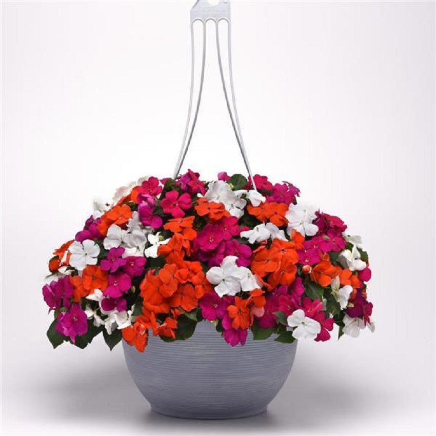50 Impatiens Seeds Beacon Lindau Mix Walleriana