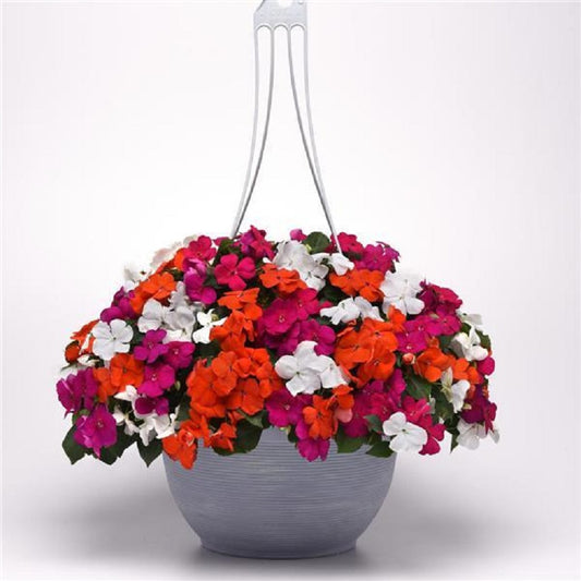 50 Impatiens Seeds Beacon Lindau Mix Walleriana