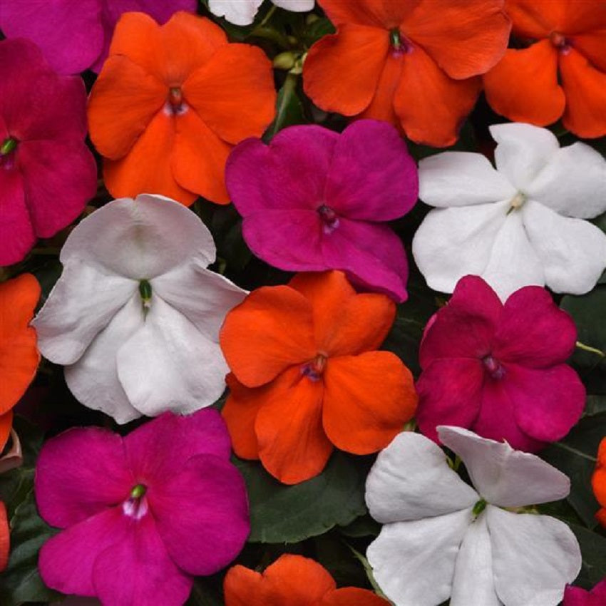 50 Impatiens Seeds Beacon Lindau Mix Walleriana