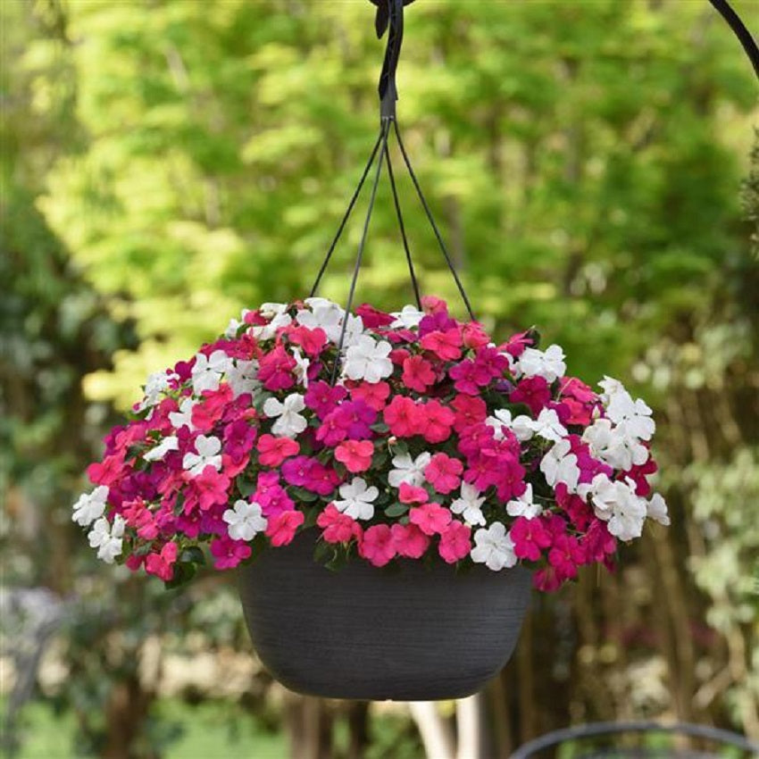 Impatiens Seeds 50 Beacon Portland Mix Seeds Walleriana