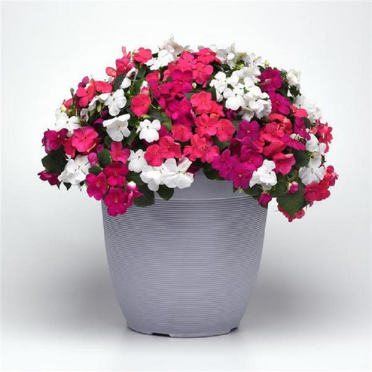 Impatiens Seeds 50 Beacon Portland Mix Seeds Walleriana