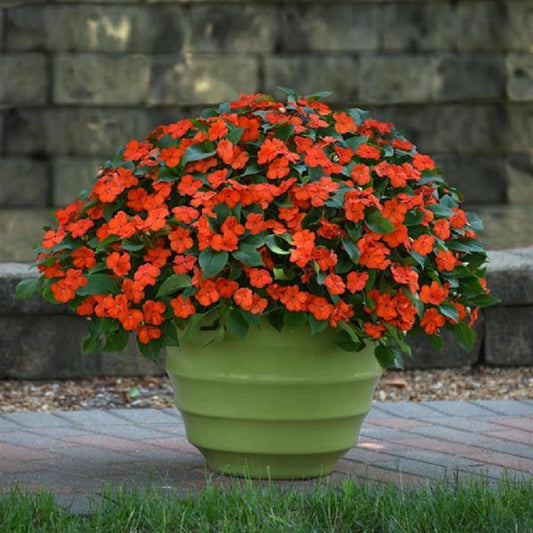50 Impatiens Seeds Beacon Orange Walleriana