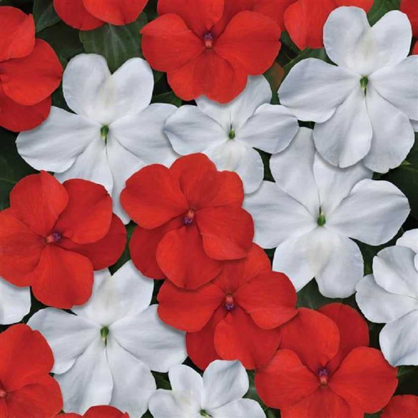 50 Impatiens Seeds Beacon Red White Walleriana