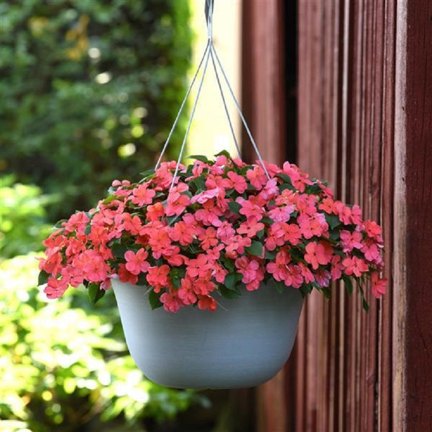 50 Impatiens Seeds Beacon Salmon Walleriana Flower Seeds