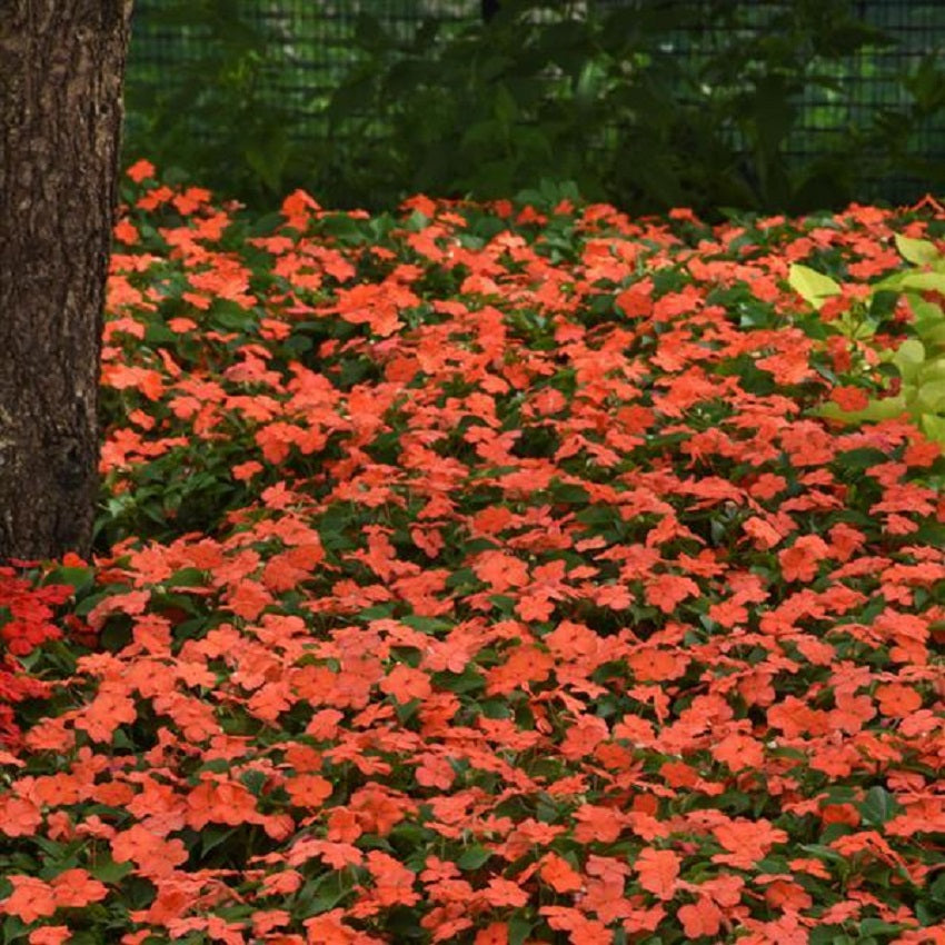 50 Impatiens Seeds Beacon Salmon Walleriana Flower Seeds