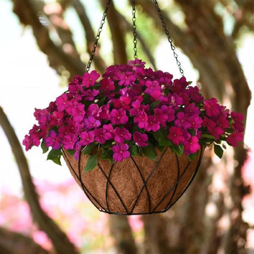 50 Impatiens Seeds Beacon Violet Shade Walleriana Flower Seeds