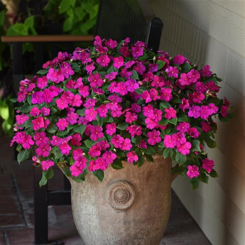 50 Impatiens Seeds Beacon Violet Shade Walleriana Flower Seeds