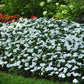 50 Impatiens Seeds Beacon White Walleriana Flower Seeds