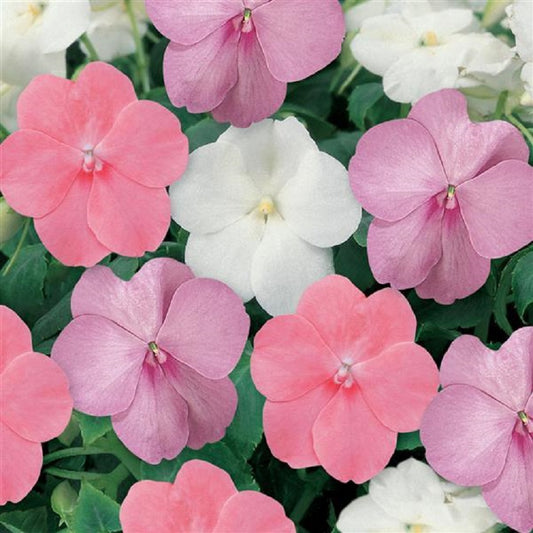 Flower Seeds 50 Impatiens Seeds 50 Dazzler Baby Showers Mix