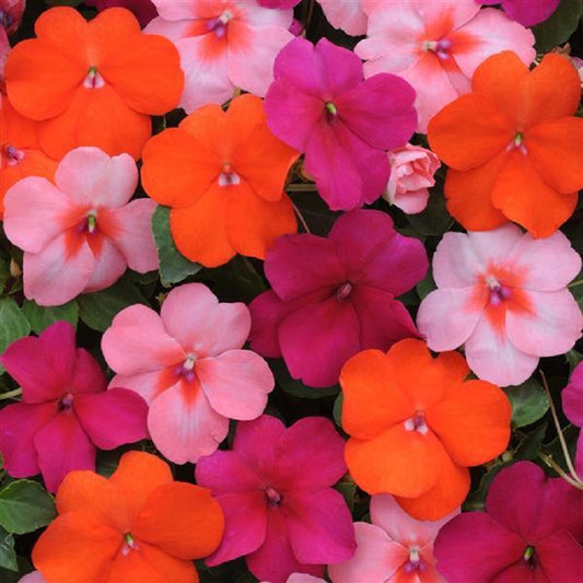 Impatiens Seeds 50 Dazzler Passion Fruit Mix Seeds