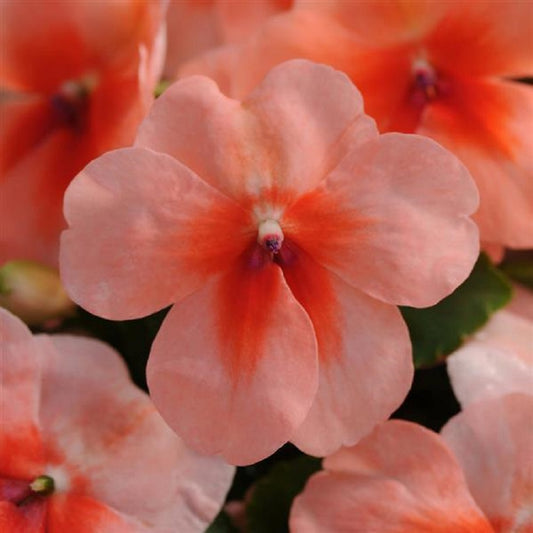 Flower Seeds 50 Impatiens Seeds 50 Dazzler Salmon Splash