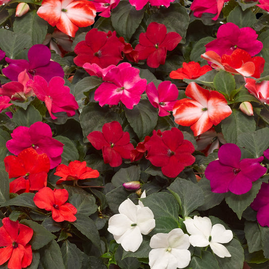 Impatiens Seeds Impatiens XDR Imara Hot Mix 50 Flower Seeds