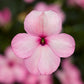 Impatiens Seeds Impatiens XDR Imara Pink 50 Flower Seeds