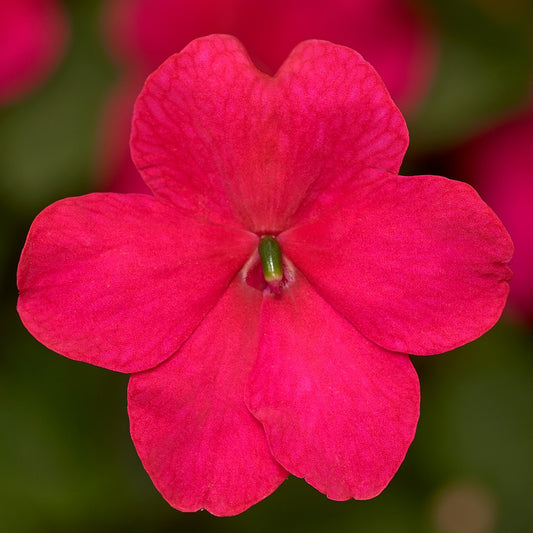Impatiens Seeds Impatiens XDR Imara Rose 50 Flower Seeds